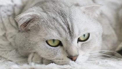 爱游戏游戏平台-【亚冠】儒尼奥尔梅开二度 蔚山2比1逆转第二次夺冠